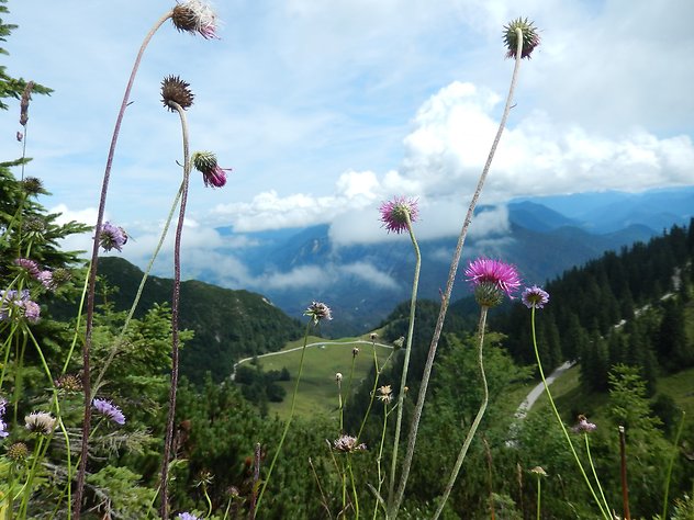 About Me. Thistles on hill